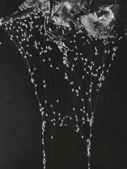 fletchingarrows: nervoservo:  Andreas Feininger - Spiderlings Leaving Egg Sack, 1951  creepy and bea