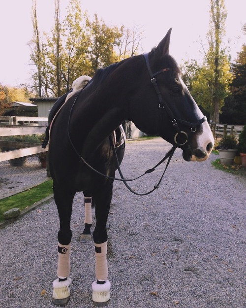 natshorses:He’s my everything and I’d do anything for him.