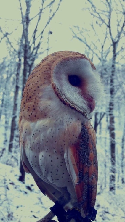 cjwhiteshizzle:Whisper the barn owl