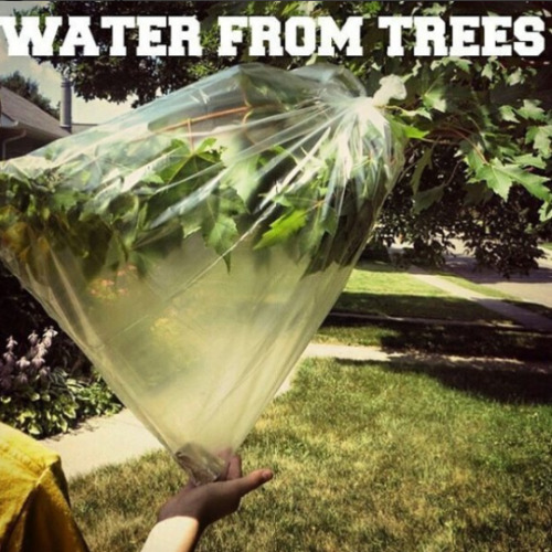 In a pinch, get some water via transpiration!