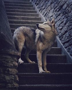 worldofwolvesofficial:  By @ironwoodwolves