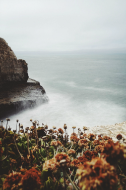 expressions-of-nature:  by icecream Pacific Audience Davenport, CA 