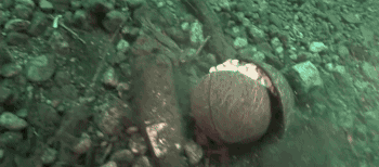 boatsthatfly:  gifsboom:  Octopus makes a rolling armor with a coconut. [video]   Octopoda are a fucking enigma 