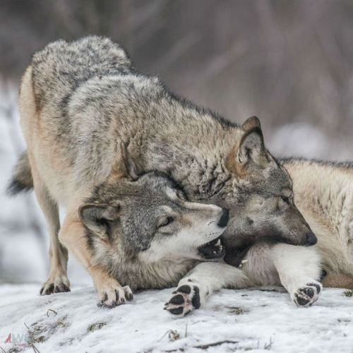 wolfscience:  Maikan and Etu, almost two years now.Pics by Rooobert Bayer