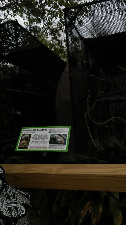 More zoo times. These kids crack me up. I love them
