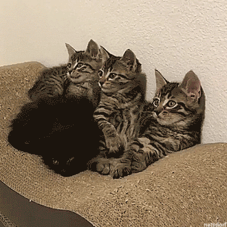 thenatsdorf:Yawning is contagious. (via love2foster)