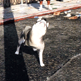 a-hiatus-blog:  wowsla:  My GTAV adventures while playing as a dog  Oh god I need