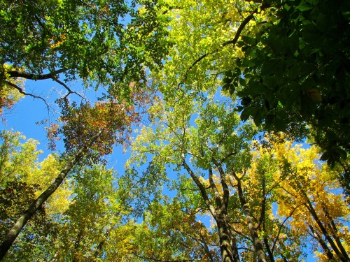 Upper canopy this afternoon at Graver Arboretum.