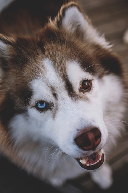 modernambition:   Chewy | Instagram  