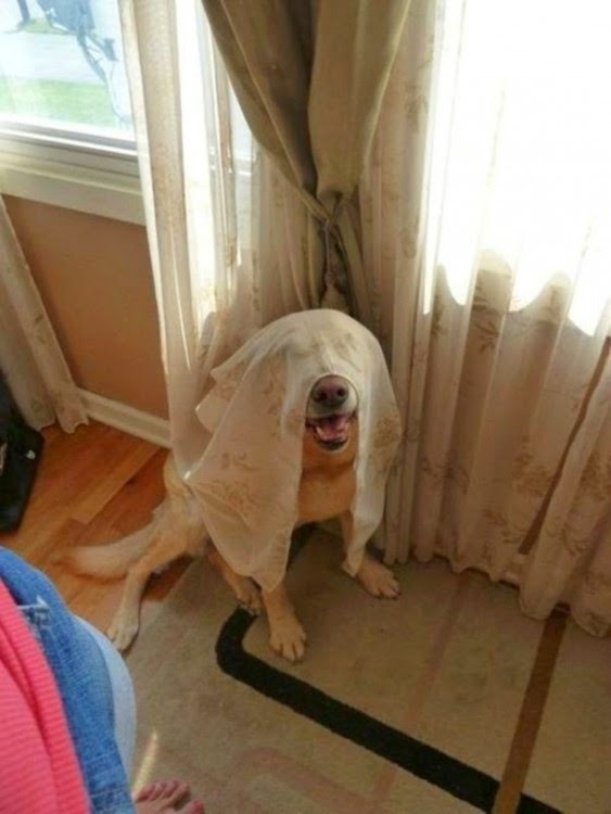 Perros que fayaron al esconderse