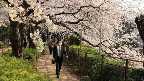 visitkyoto: todayintokyo:  Take a walk with me along Chidorigafuchi in Tokyo.   Kyoto comes usually a week after… 