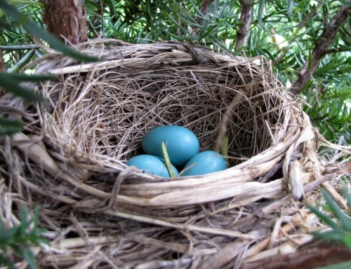doomhope:llovinghome:Robin’s Eggs [ID: A nest with three blue eggs. /End ID]