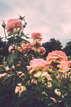 leahberman:  rosesetinstagram