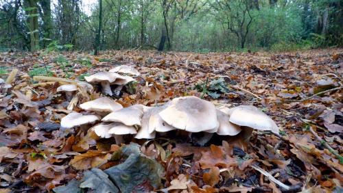 Foraging for Fungi.