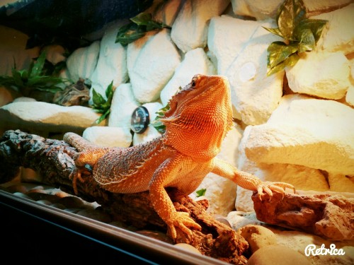 fyeahbeardeddragons: My beardy was looking extra beautiful today and I wanted the world to see :) Su