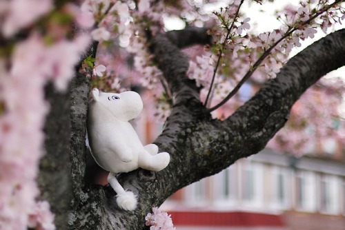 marioscopicvistas:Moomin resting on sakura tree