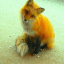 foxxe-love