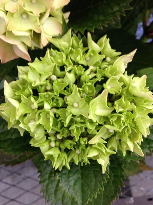 6.24.16 - Progression of a “Red Beauty” hydrangea developing colors!