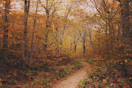 lemographie: Autumn Trails | Laura Marshall