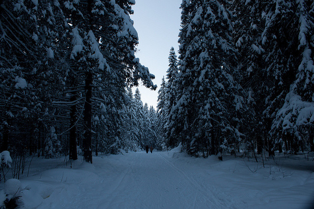 brutalgeneration:  winter forest by SergeyCher on Flickr.