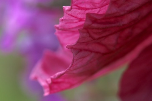 camera-raw:julesofnature:“A camera is a tool for learning how to see without a camera.” 