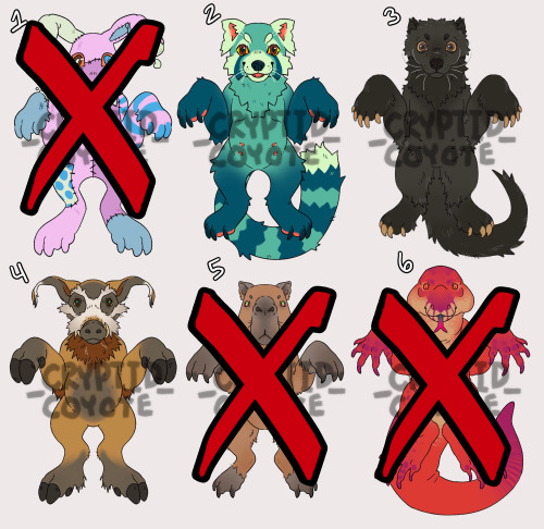 three out of six adopts sold!Blue Panda, Binturong and Red River Hog still need homes!!