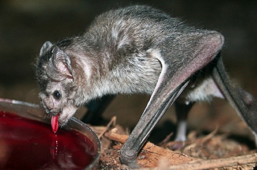 Porn Pics congenitaldisease: Vampire bats drinking