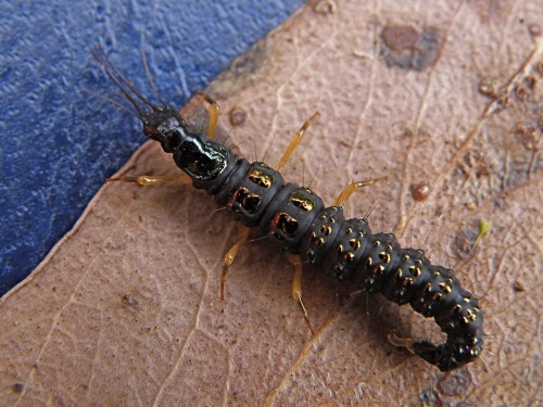 realmonstrosities:Some larvae and adults from the Osmylidae family.Osmylids are net-winged insects, 