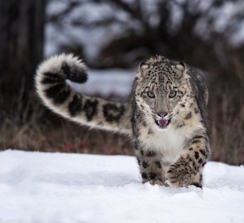 beautiful-wildlife:  Tail Curl by Paul Sangeorzan 