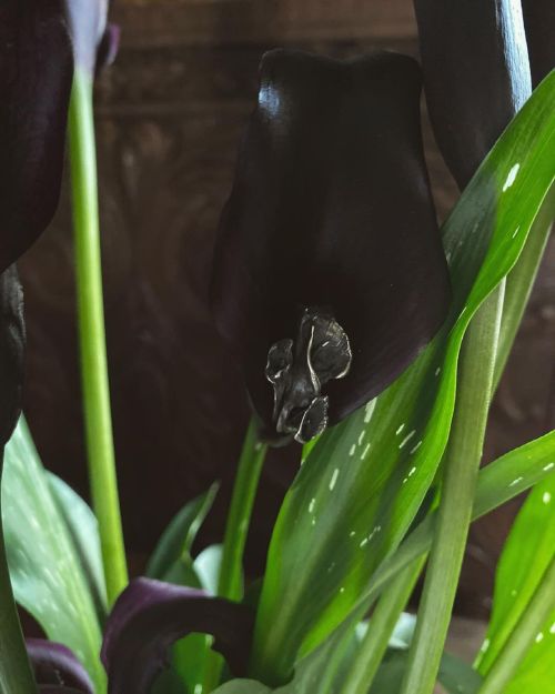 My black Cala lily plant has been soaking in the sun rays of a new spring- it makes a perfect cradle