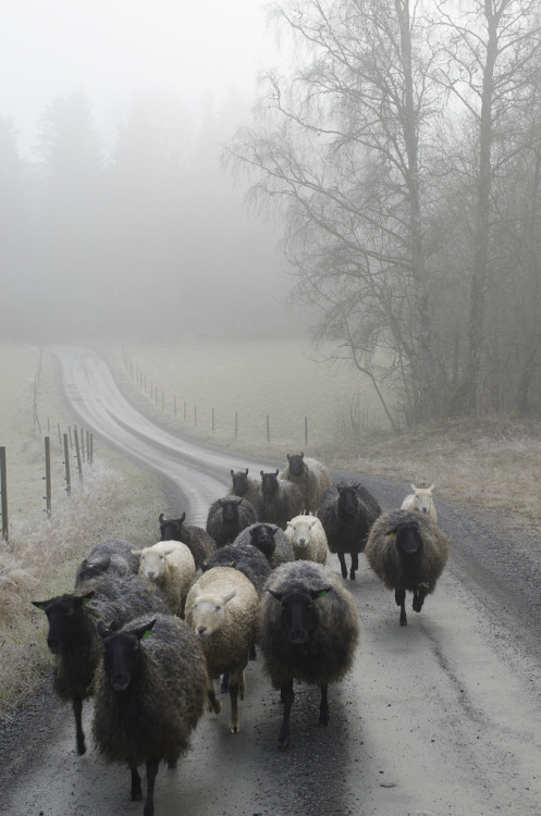 djabal:Får på väg Elisabeth Fungby Jönsson, flickr.com