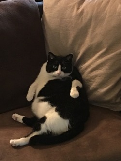 unflatteringcatselfies:Benny, my obese angel son.