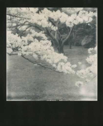 fleurlungs: Nobuyoshi Araki / Sakura polaroids porn pictures