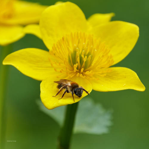 The beauty of the marsh marigold