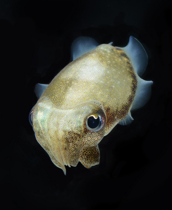 thelovelyseas:  cuttlefish by visarute angkatavanich  