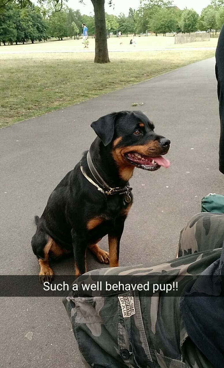 legoshoes:  My friends look after dogs and they are all beautiful! 