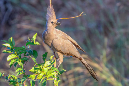 Go-Away-Bird by goassaf