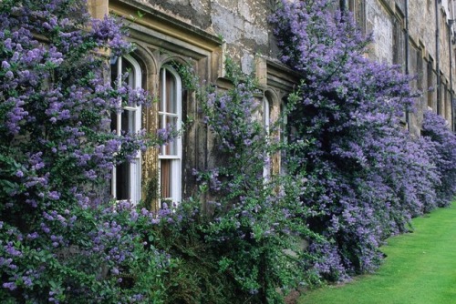 andantegrazioso:Merton College Garden, Oxford University| debbytenquist