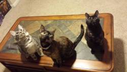 Worldofthecutestcuties:  My Kit-Kat(Middle) And Her Babies Lexington (Left) And Patches