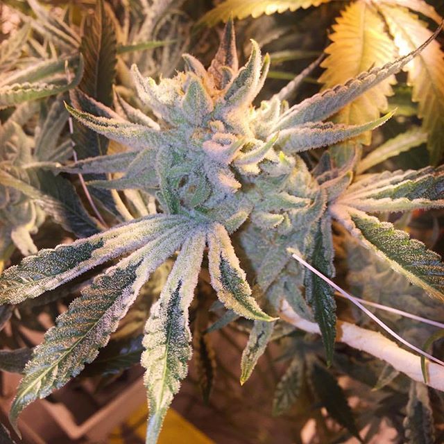 thedailychief:  Who wants to lick all that frost.. 😍😛🤤📷:instagram.com/anonymousgardens13