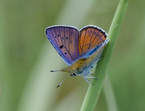 Purple-shot Copper (Lycaena Alciphron), Family Lycaenidae, Biebrzaski NP, Poland