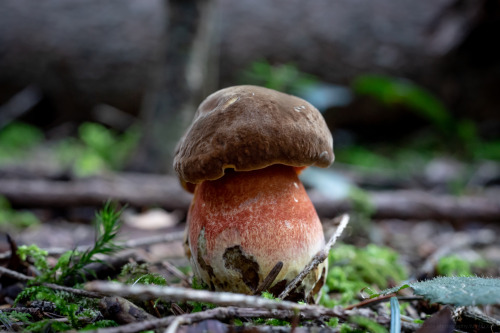 Mushroom Season is coming… Boletus erythropus 