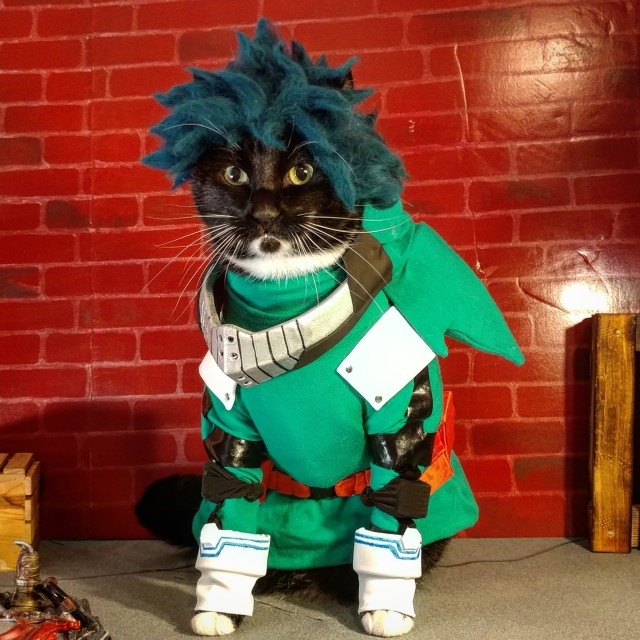 cats in costumes on Tumblr