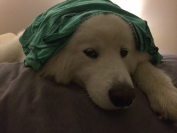 skookumthesamoyed:  Little bunny butt is embarrassed to be wearing mommy’s shirt like a hat