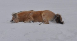 lifewithanorwegianfjord:  fjords in the snow