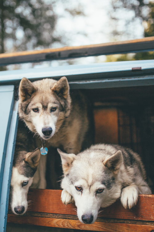 earth-dream: Best Friends | Photographer