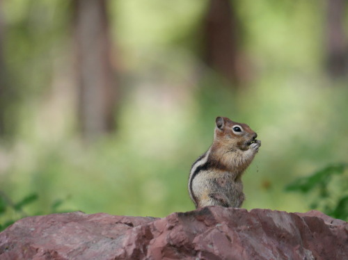 Callospermophilus lateralis “Golden Mantled Ground Squirrel” SciuridaeBlackfoot River Re