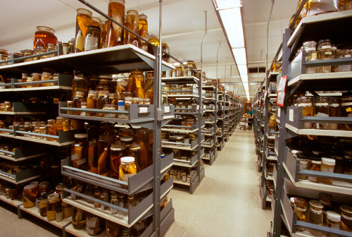 thelepidopteragirl: khrysdiebee: archiemcphee: Natural history museums are truly awesome and astonis