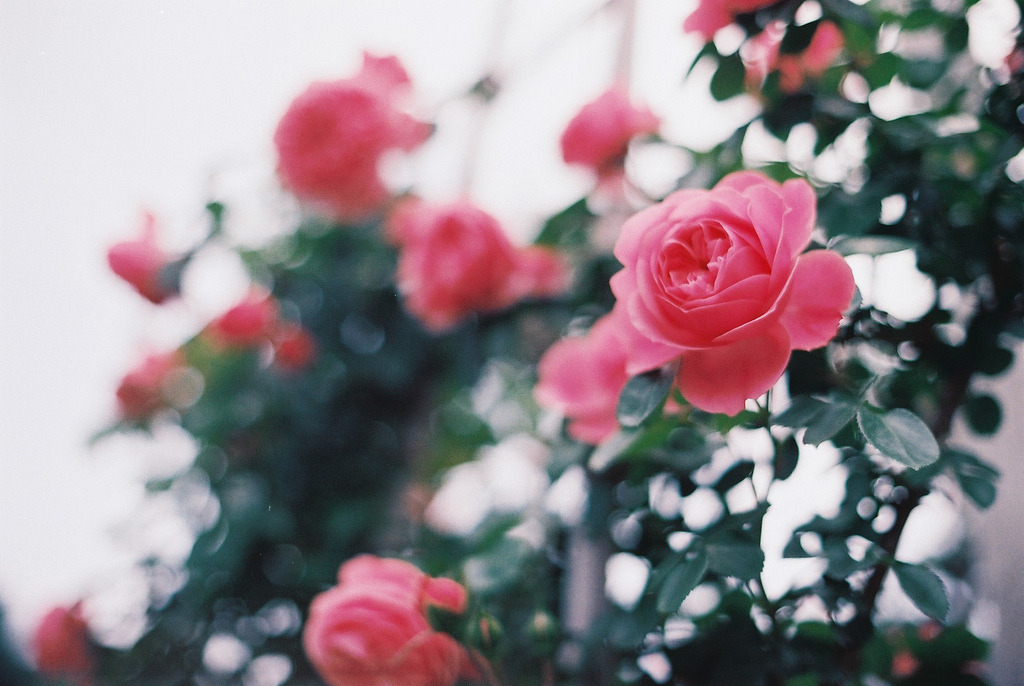 englishsnow:  by qrumipan 
