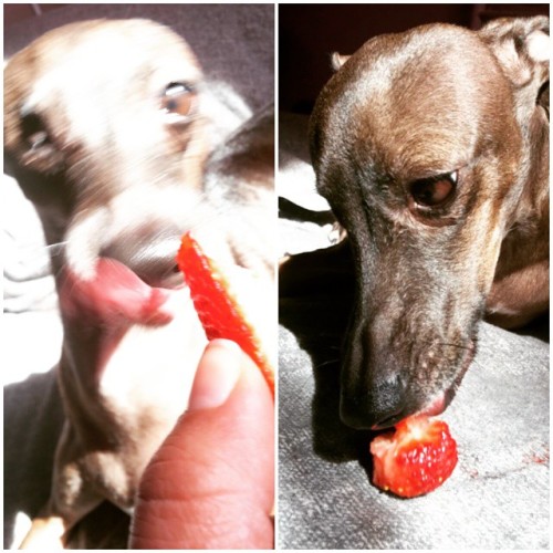 Delicious strawberries#Annai #italiangreyhound #iggy #dogsofinstagram #rescuedog